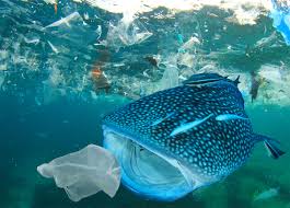 Los peces están comiéndo plástico y microplástico. En Sinmicroplástico, queremos ofrecer alternativas para dejar de consumir plástico todo lo posible.